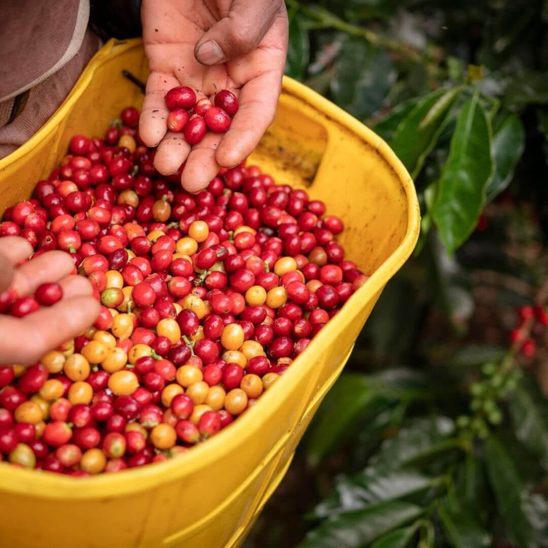 Baressa Paso Blend