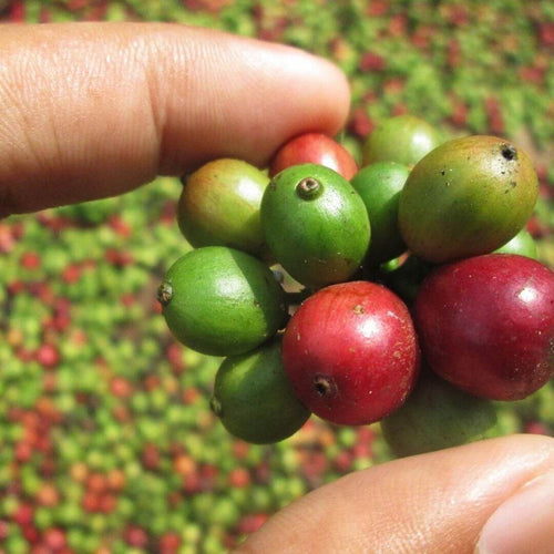 Baressa Jive Blend